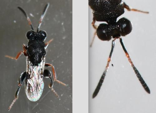 Haltichella rufipes